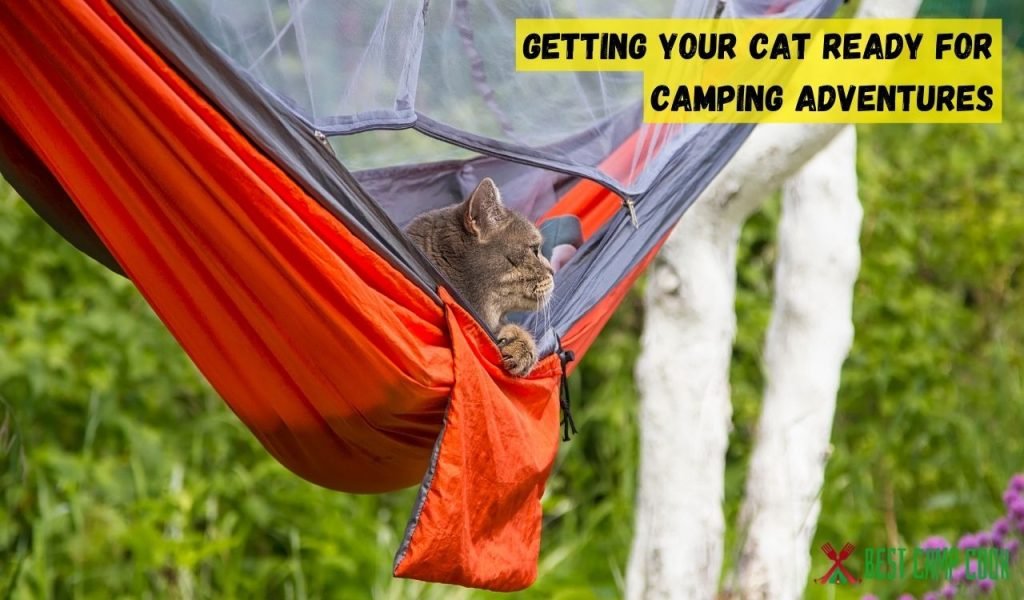 Getting Your Cat Ready for Camping Adventures