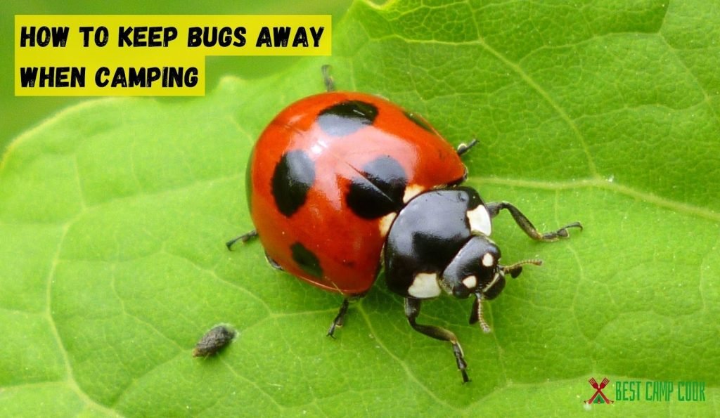 How to Keep Bugs Away When Camping? Bug-Proof Your Campsite