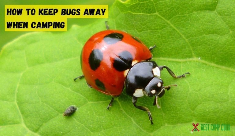 How to Keep Bugs Away When Camping