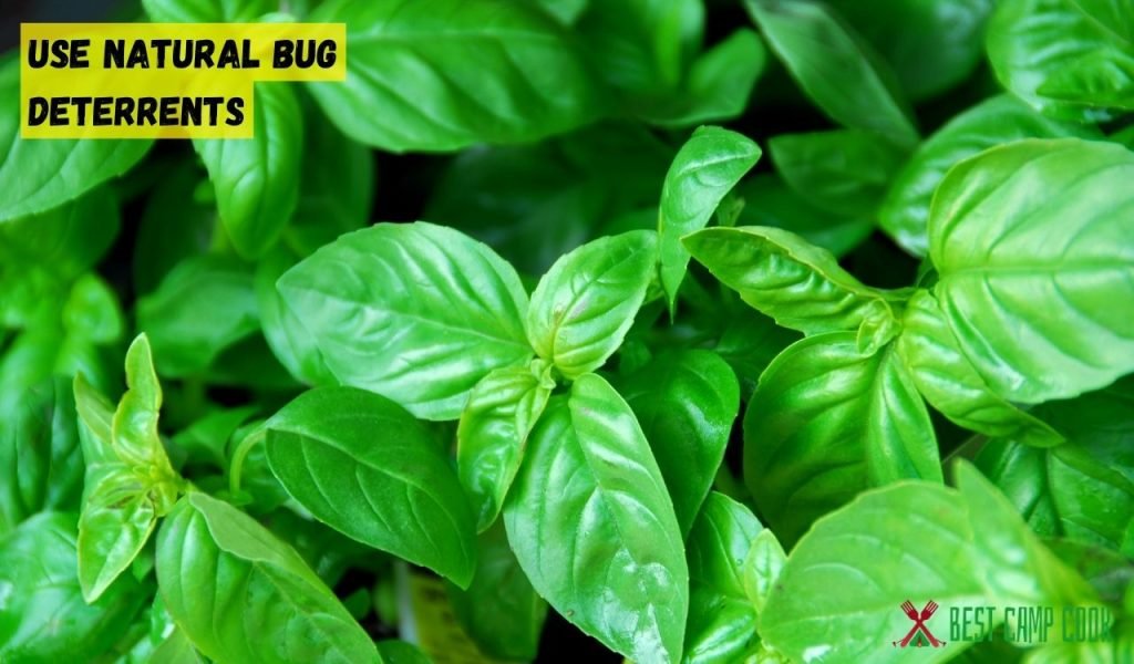 Use Natural Bug Deterrents