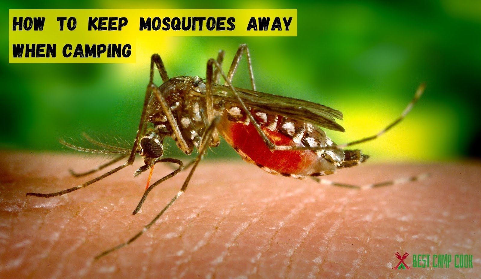 How to Keep Mosquitoes Away When Camping